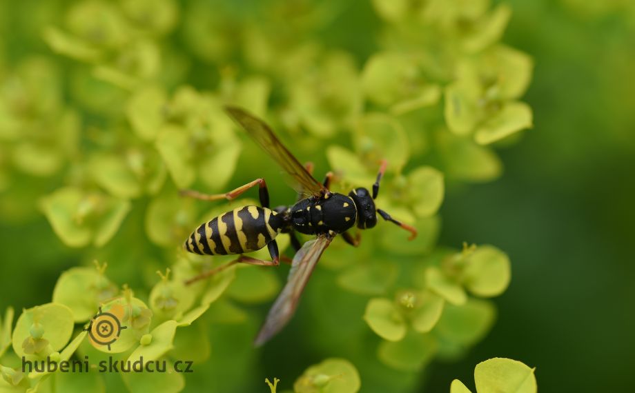 vosa útočná vespula germanica
